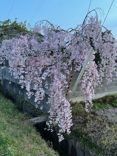 桜の季節🌸